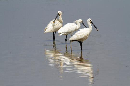 Spatule Eurasienne Platalea leucorodia p&ecirc;chant dans des eaux peu profondes