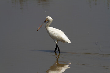 Spatule Eurasienne Platalea leucorodia pêchant dans des eaux peu profondes