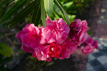 Obraz premium Close up view pink oleander or Nerium flower blossoming on tree. Beautiful floral background