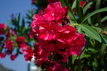 Close up view pink oleander or Nerium flower blossoming on tree. Beautiful floral background