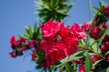 Close up view pink oleander or Nerium flower blossoming on tree. Beautiful floral background