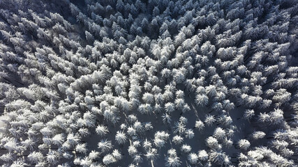 Beautiful snowy winter forest, view from the drone