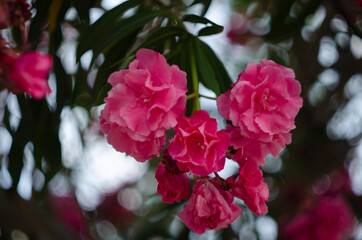 Obraz premium Close up view pink oleander or Nerium flower blossoming on tree. Beautiful floral background