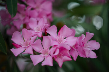 Close up view pink oleander or Nerium flower blossoming on tree. Beautiful floral background