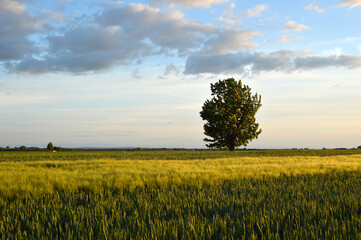 Fototapeta na wymiar rural landscape in Vojvodina in golden sunlight