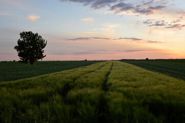 Fototapeta na wymiar sunset in rural landscape in Vojvodina