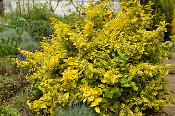 golden euonymus bush, Euonymus japonicus