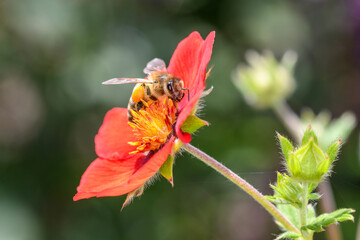 Bee - Apis mellifera - pollinates cinquefoils - Potentilla „Flamenco“