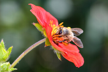 Bee - Apis mellifera - pollinates cinquefoils - Potentilla „Flamenco“