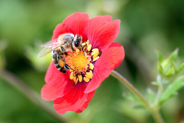 Bee - Apis mellifera - pollinates cinquefoils - Potentilla „Flamenco“