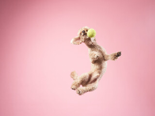 Fototapeta na wymiar Funny active dog jumping with ball. happy small poodle on pink background