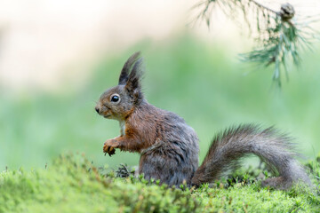  Beautiful Eurasian red squirrel (Sciurus vulgaris)  in the forest of Noord Brabant in the Netherlands. 