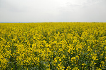 yellow blooming rapeseed field in Vojvodina