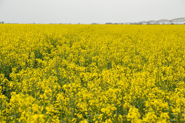 Fototapeta premium yellow blooming rapeseed field in Vojvodina