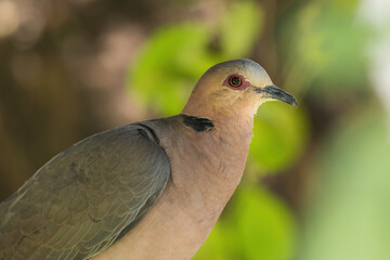 Red-eyed Dove - Streptopelia semitorquata, beautiful colored dove from African gardens, wodlands and forests, lake Langano, Ethiopia.