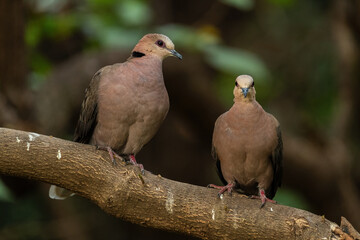 Red-eyed Dove - Streptopelia semitorquata, beautiful colored dove from African gardens, wodlands and forests, lake Langano, Ethiopia.