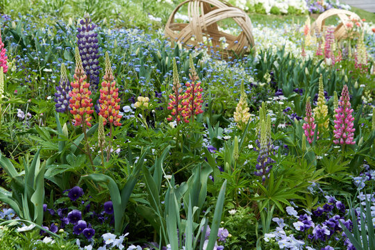Beautiful flowers such as lupinus are in bloom