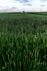 Rye field in Ukraine
