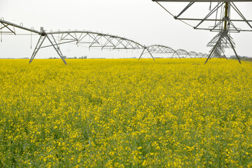 blooming rapeseed field with irrigation system in Vojvodina