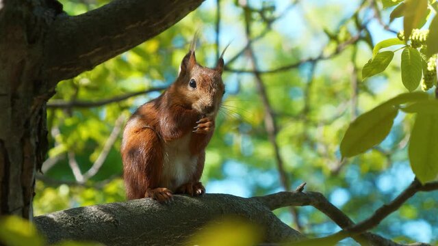 Crippled squirrel without one front leg sits on a branch and gnaws a nut