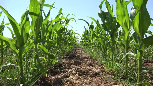 Corn Field, Cultivated Land, Cereals, Maize Harvest, Agriculture Crops, Farming Production