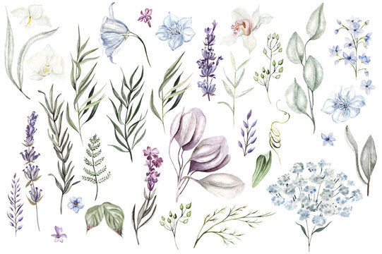 Naklejki Set of watercolor eucalyptus leaves, herbs, branches, wildflowers,  orchid. Botanical clipart. Floral design elements.