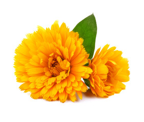 Calendula flowers isolated on white background