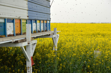 wooden bee hives boxes in the  blooming oil rapeseed