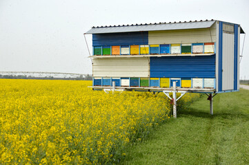 wooden bee hives boxes in the  blooming oil rapeseed