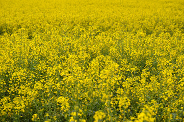 yellow blooming rapeseed field in Vojvodina
