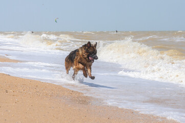 German shepherd dog running along the beach and playing with waves on a seashore