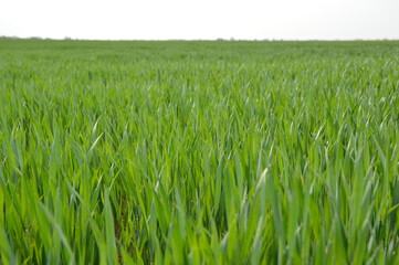 young green wheat field in the spring