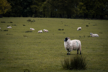 Obraz premium sheep in the field