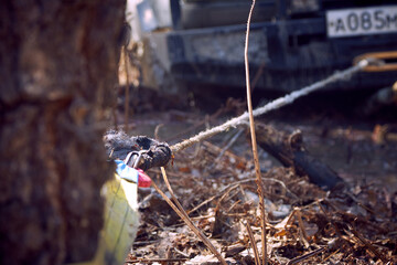 4x4 Off-road car pulls itself out of the trap with a winch caught on a tree. Extreme off-road racing © Aleksandr