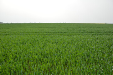 young green wheat field in the spring