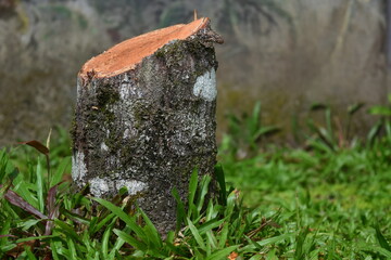 wood cut