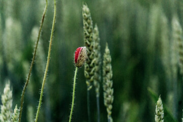Red poppies on the Ukrainian field