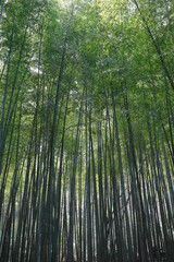 전라도의 대나무 숲