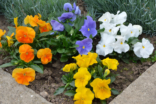 colorful pansy flowers in bloom growing in the garden