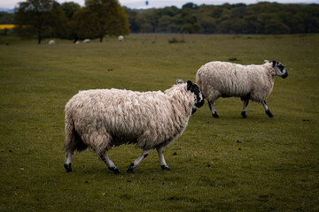 Some sheep standing in a field in Tatton Park.