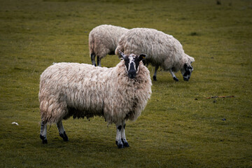 Obraz premium Some sheep standing in a field in Tatton Park.