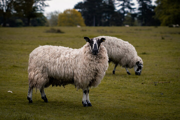 Some sheep standing in a field in Tatton Park.