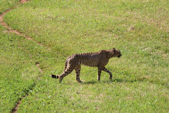 beautiful cheetah fast dangerous wild stealth carnivorous hunter