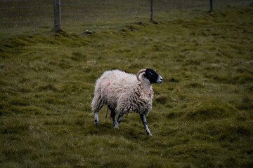 A sheep standing in a field in Tatton Hall.