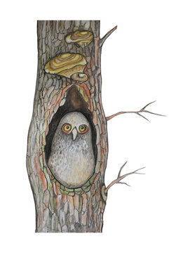 Watercolor illustration with owl and mushrooms.