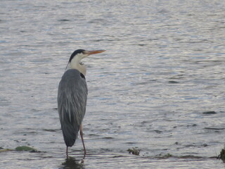 beautiful heron royal river fishing big feathers beak