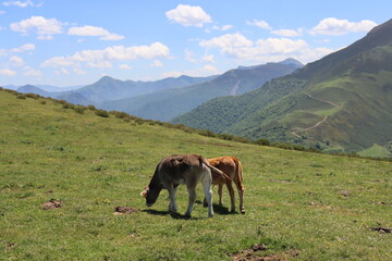 beautiful cows eating green grass feeding to give milk and meat