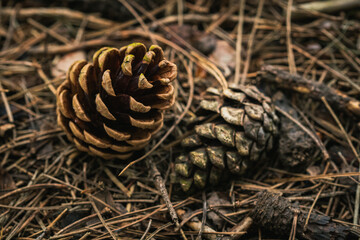A couple of pine cones nestled in the mud alongside a lake edge in Tatton Hall.