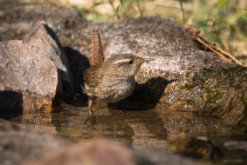Eurasian wren standing in the water of a bird bath with the head turned right in evening light