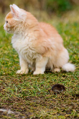 Frightened mole and red cat, a cat playing with its prey on the grass, a natural instinct of a cat.